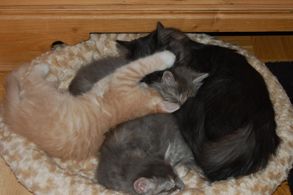 Ivanhoe mit den J-Mädchen.jpg